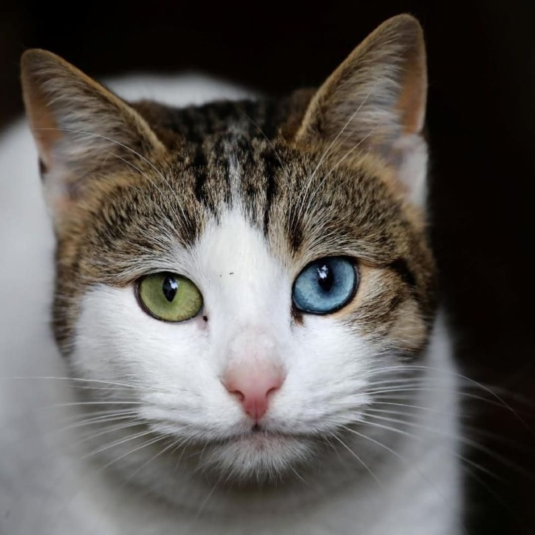 Mengenal Makna Saling Menjilat pada Kucing: Lebih dari Sekadar Kasih Sayang