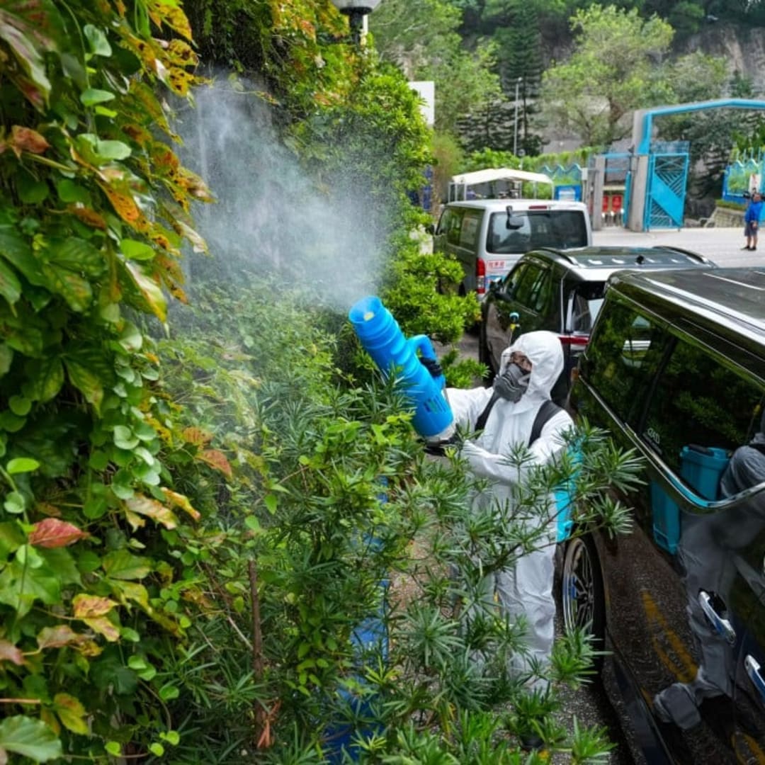 Hong Kong Tindak Lanjut Kasus Pertama Chikungunya untuk Cegah Wabah