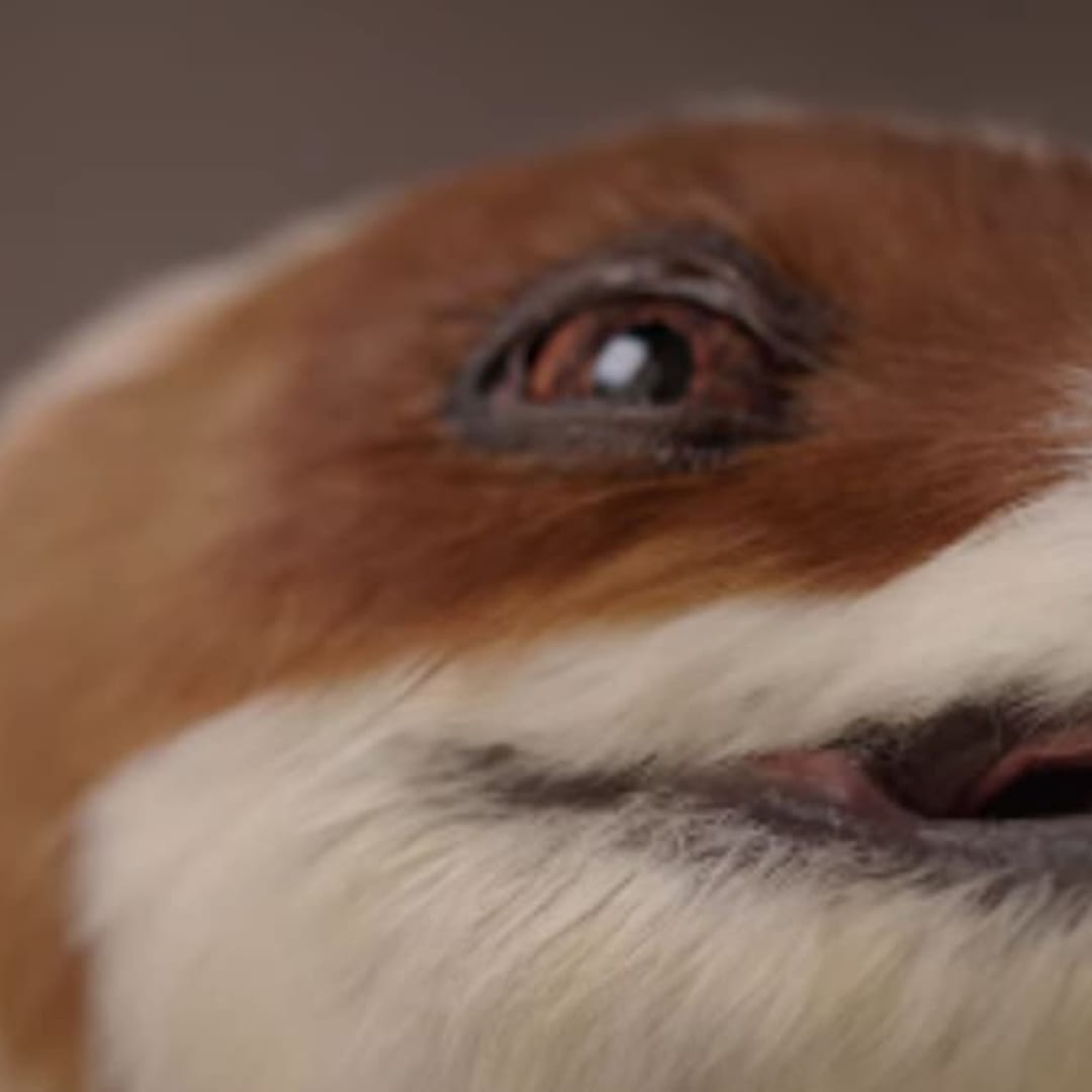 Robot Dinosaurus Berbulu Dobot Bawa Inovasi Robotika China ke Pendidikan dan Pariwisata