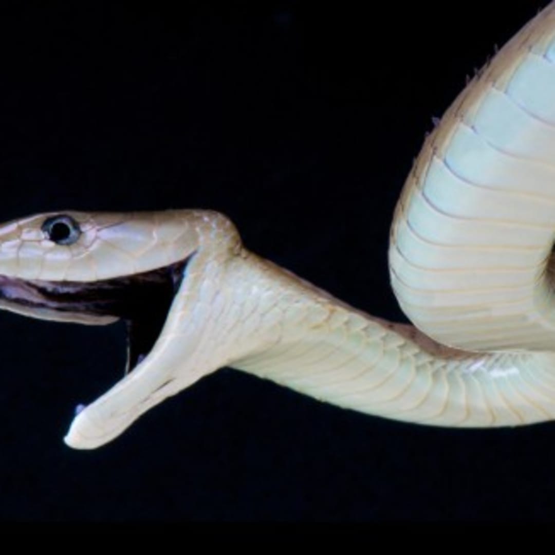 Antivenom Baru dari Llama dan Alpaca Lawan Racun Banyak Ular Berbisa Afrika