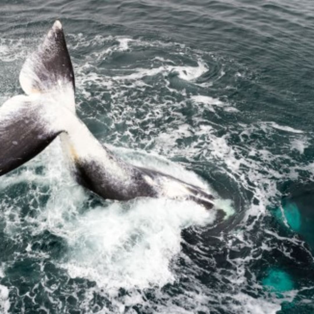 Rahasia Umur Panjang Paus Bowhead: Protein Perbaikan DNA yang Luar Biasa