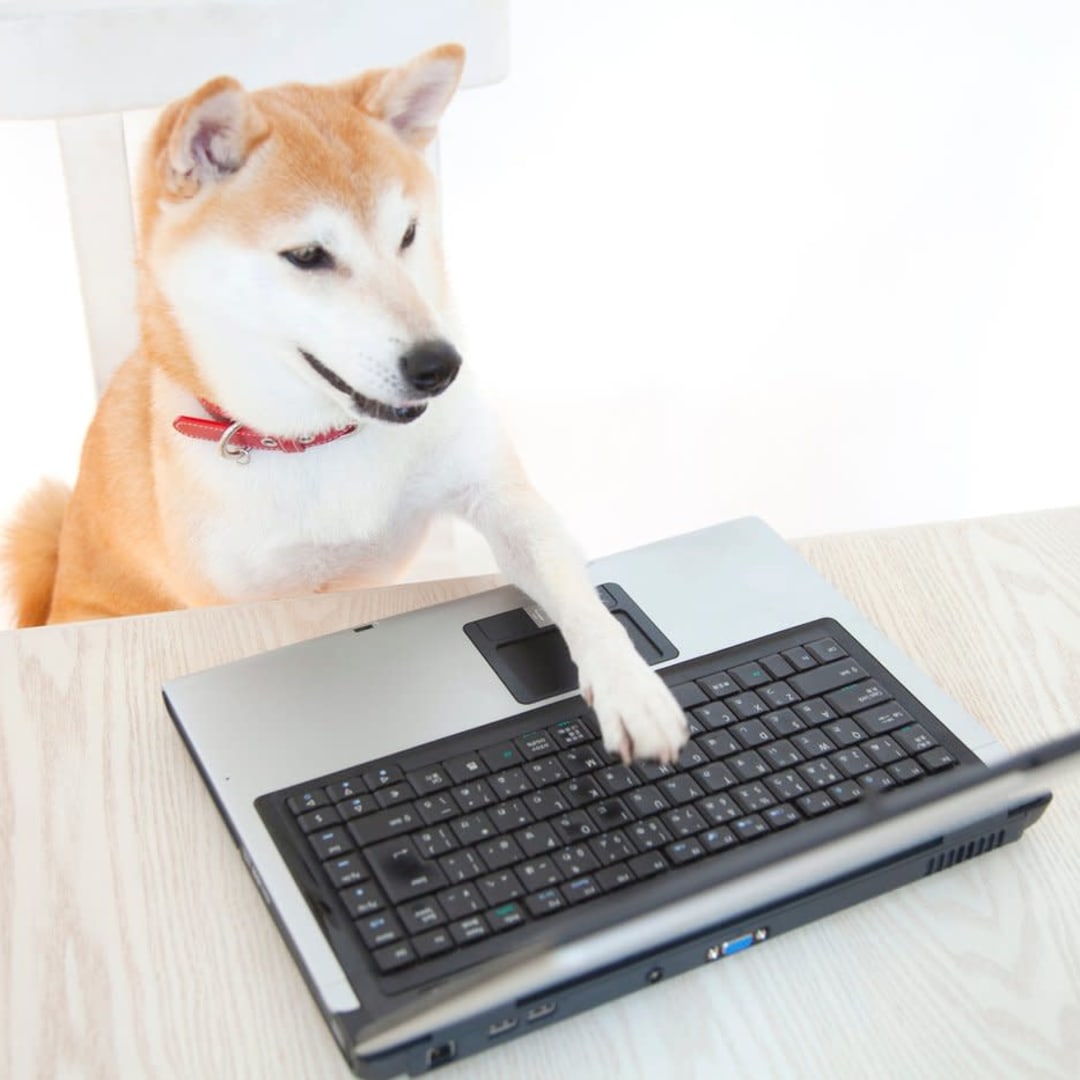 Shiba Inu: Eksperimen Kripto Komunitas yang Penuh Risiko dan Peluang