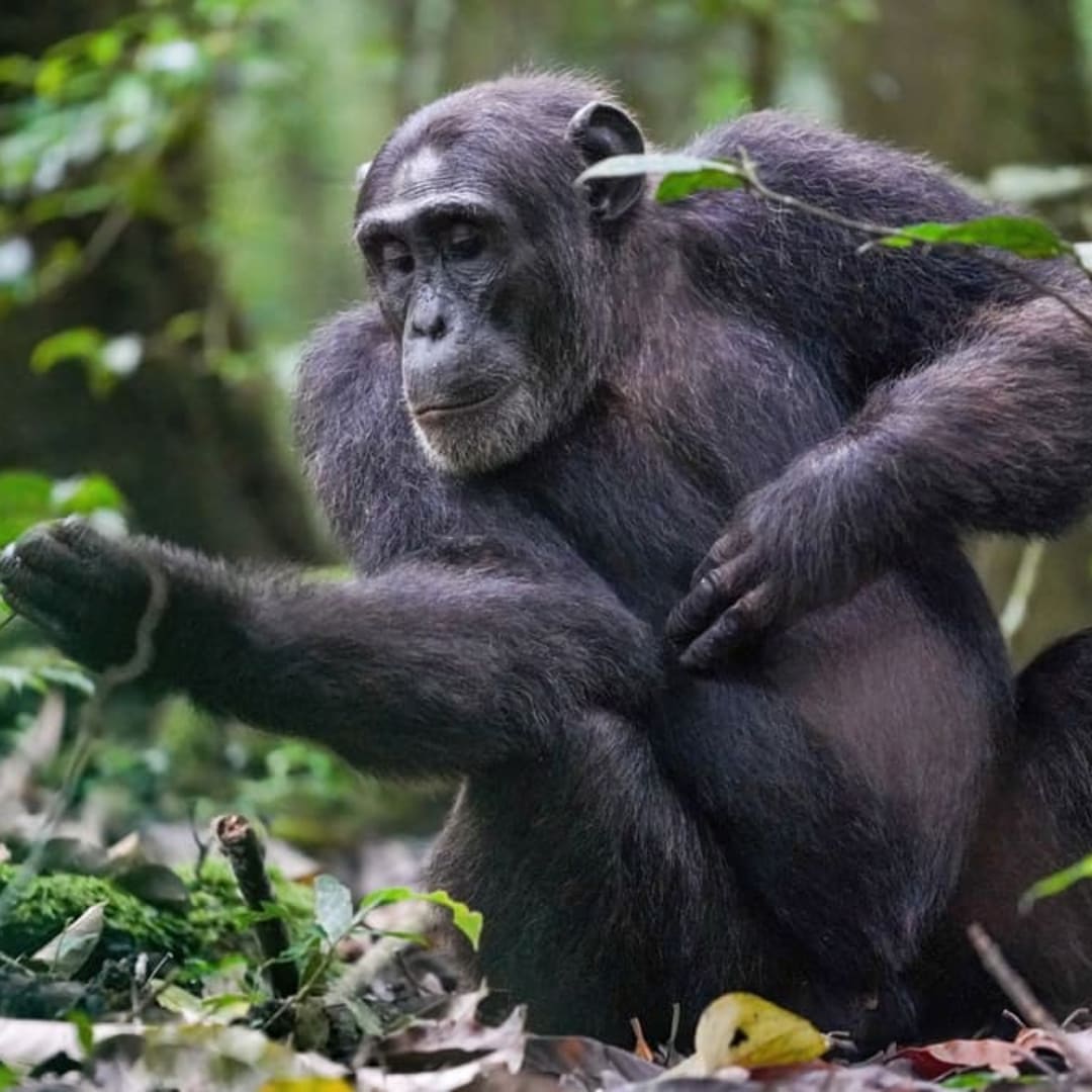 Penelitian Baru: Simpanse Mampu Berpikir Rasional Seperti Manusia