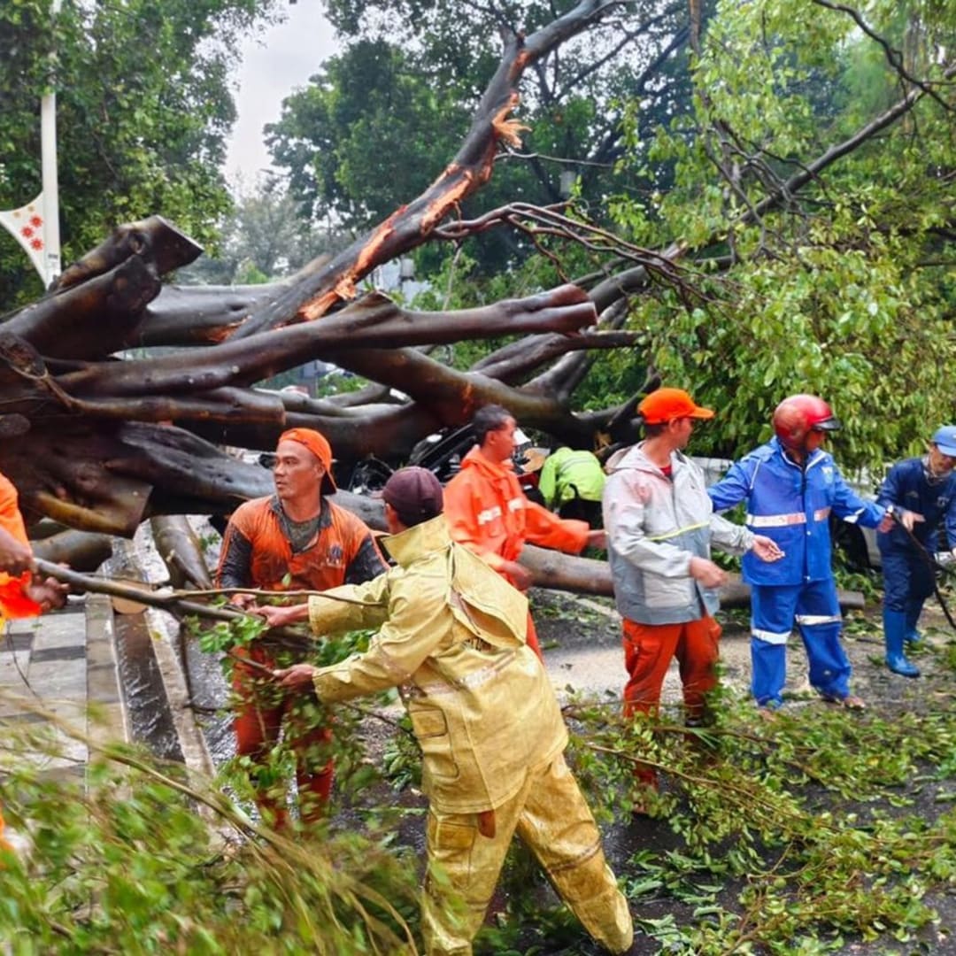 Waspada Hujan Lebat dan Angin Kencang, Pohon Tumbang Berpotensi Terjadi Lagi di Jakarta Selatan