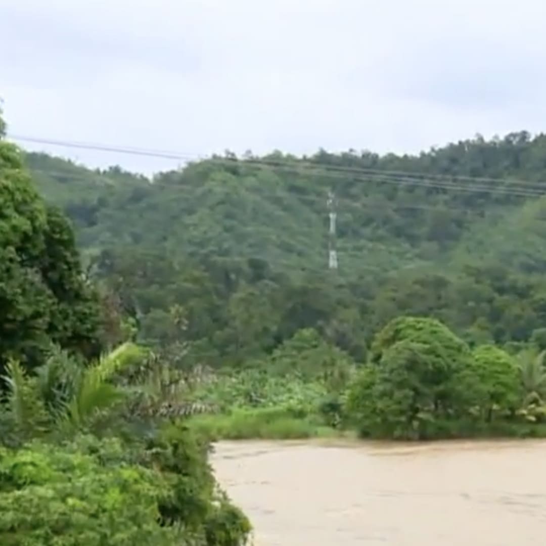Habitat Menyusut, Orang Utan Tapanuli Terancam Punah dalam Waktu Dekat