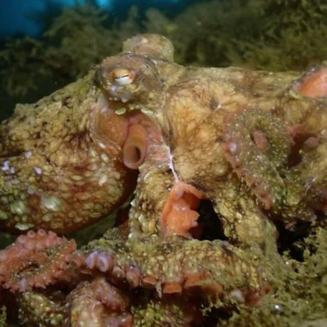 Ilmuwan Ciptakan Metode Cepat Produksi Pigmen Kamuflase Gurita Secara Alami