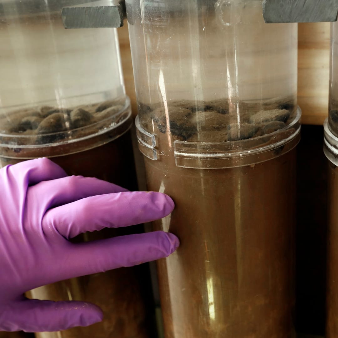 Bahaya Penambangan Laut Dalam Bagi Kehidupan Zooplankton dan Ekosistem Laut