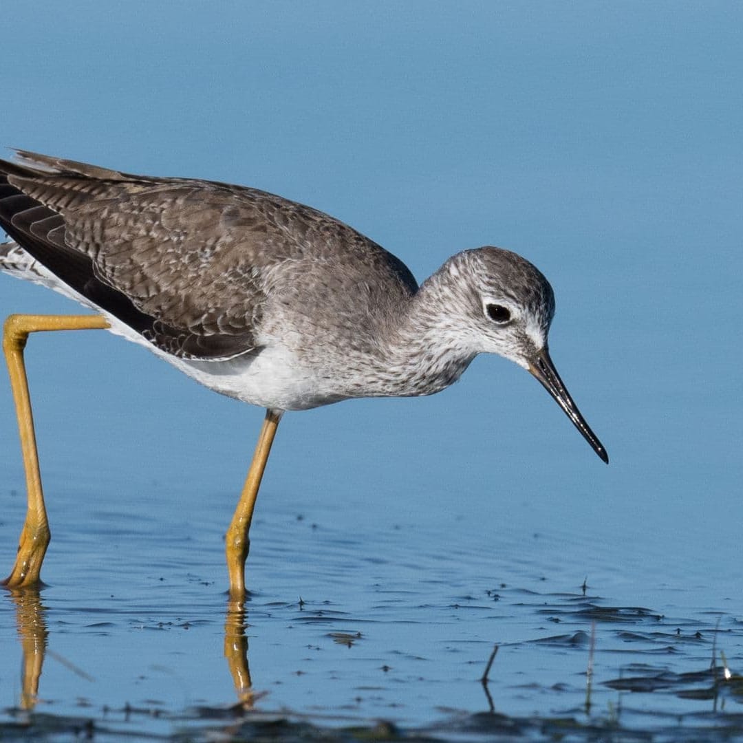 Manusia Bisa Mendeteksi Objek Tersembunyi Tanpa Menyentuhnya Langsung