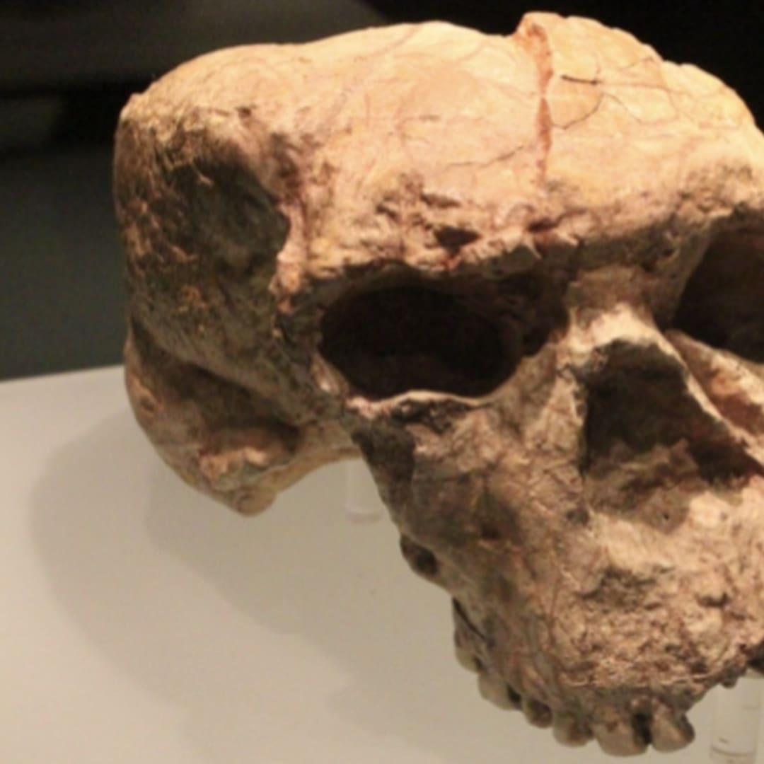 Temuan Fosil Baru Ungkap Evolusi Manusia 1 Juta Tahun Lalu di Asia