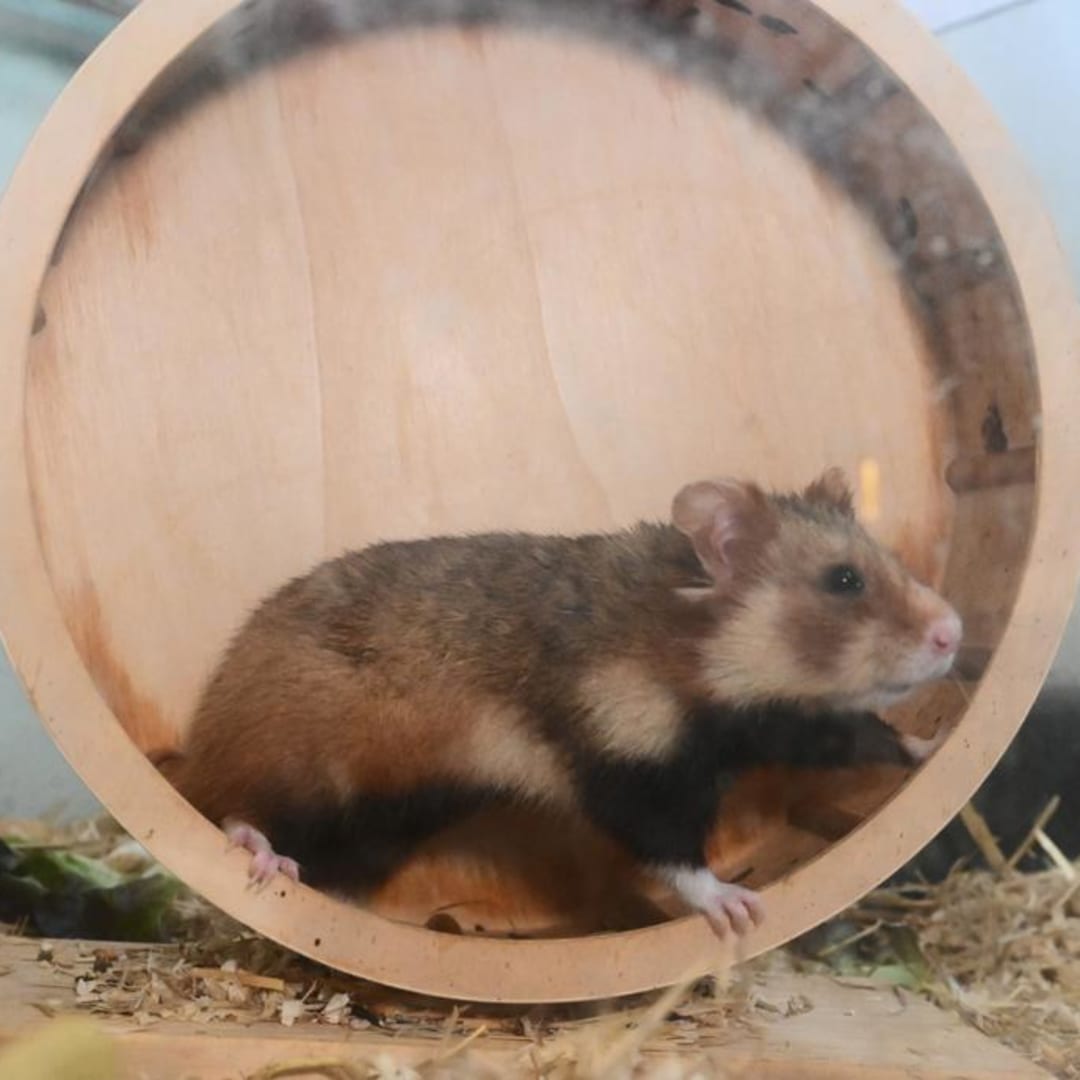 Menghindari Jebakan Efisiensi AI: Menjaga Kreativitas dan Kecerdasan Manusia