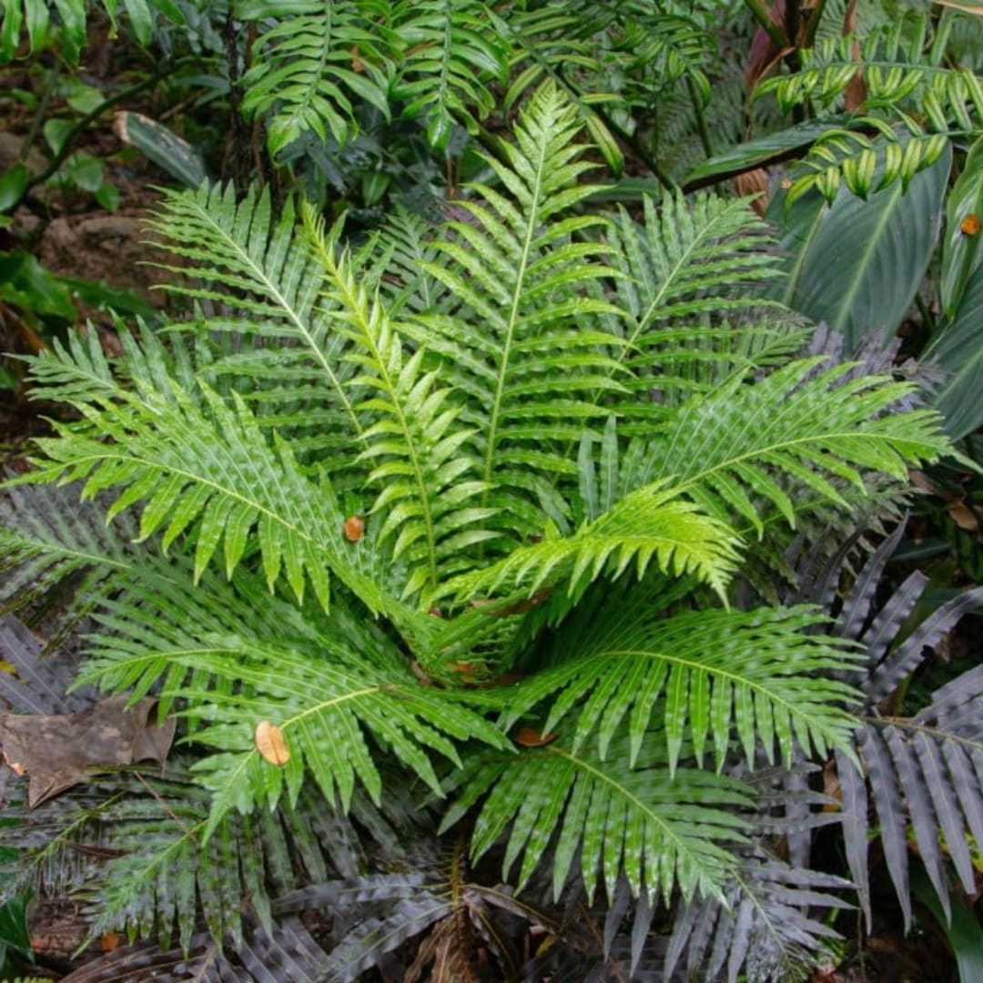 Penemuan Baru: Tanaman Pakis Memanen Mineral Tanah Jarang Secara Ramah Lingkungan