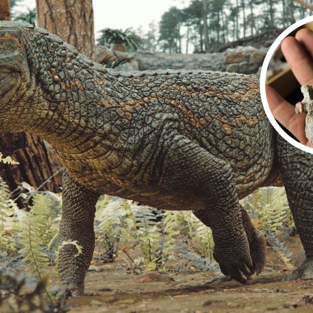 Penemuan Tainrakuasuchus bellator, Predator Purba dari Brasil Sebelum Dinosaurus