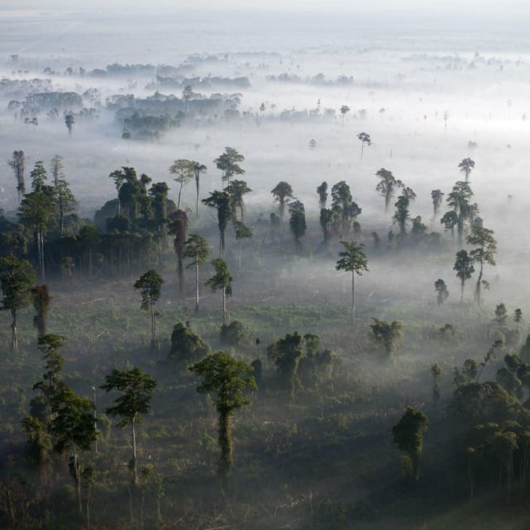 Risiko Besar Penundaan Regulasi Deforestasi Uni Eropa bagi Perusahaan dan Lingkungan