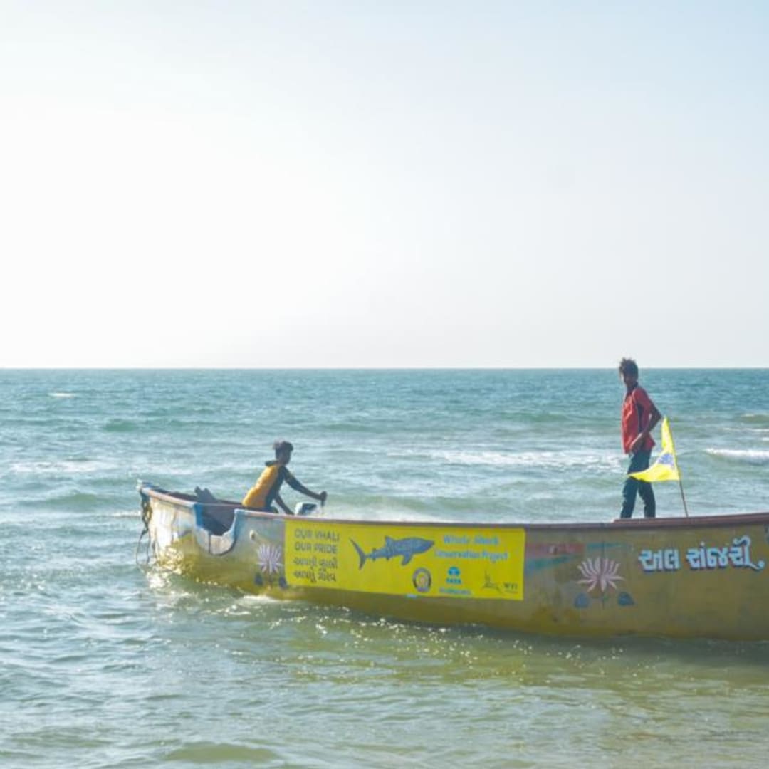 Kisah Sukses Konservasi Hiu Paus India: Harmoni Budaya dan Sains