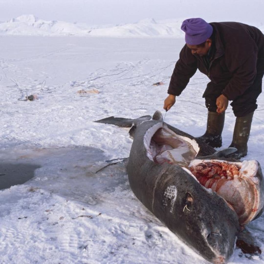 Rahasia Hiu Greenland: Vertebrata Tertua yang Hidup Ribuan Tahun