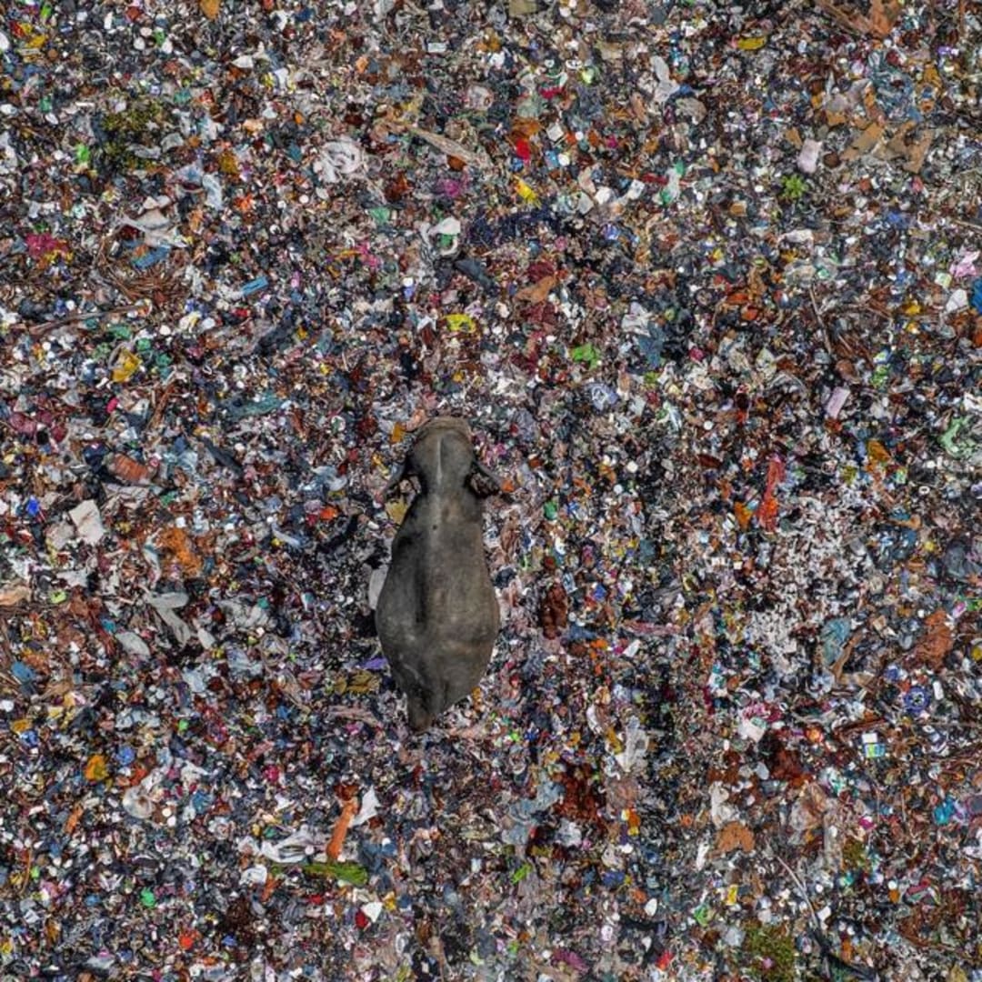 Fotografi Satwa yang Mengungkap Krisis Habitat dan Konflik Manusia-Hewan