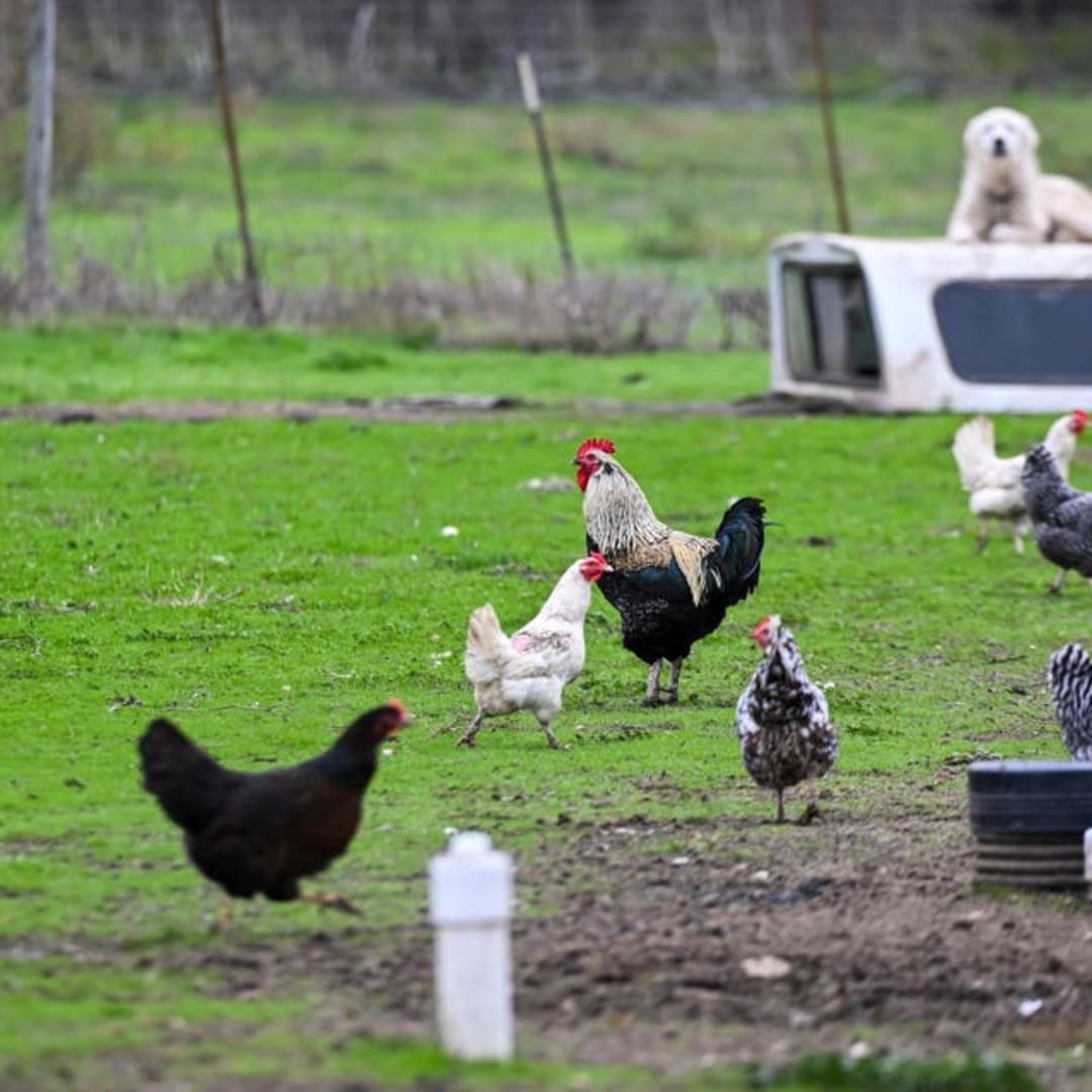 Kasus Pertama Flu Burung Strain Baru H5N5 Terdeteksi di Washington, Amerika Serikat