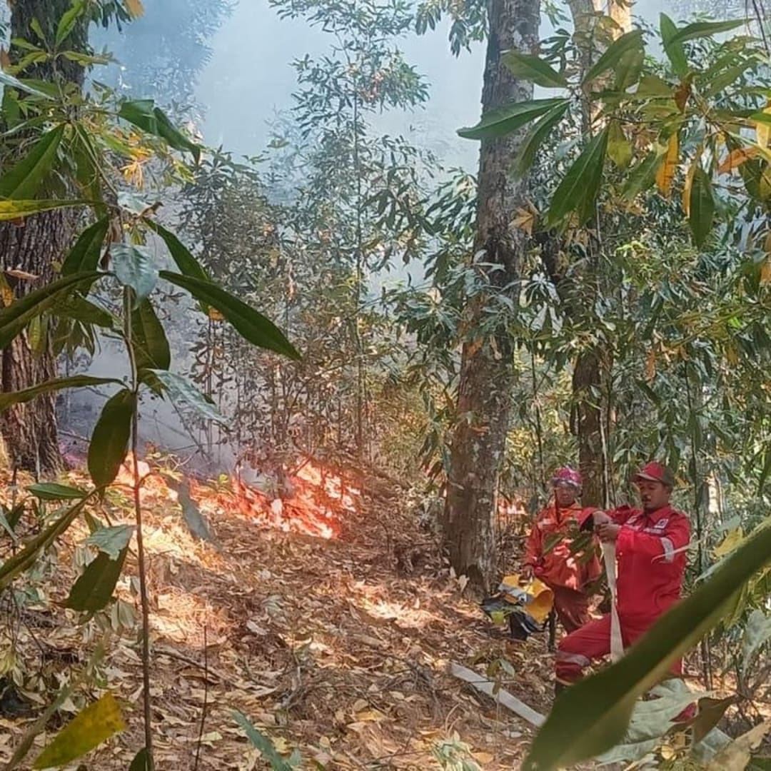 Populasi Orang Utan Tapanuli Terus Menyusut, Konservasi Mendesak