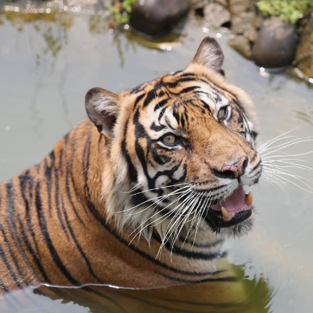 Penemuan DNA Harimau Jawa di Sukabumi: Harimau yang Diduga Punah Mungkin Masih Hidup