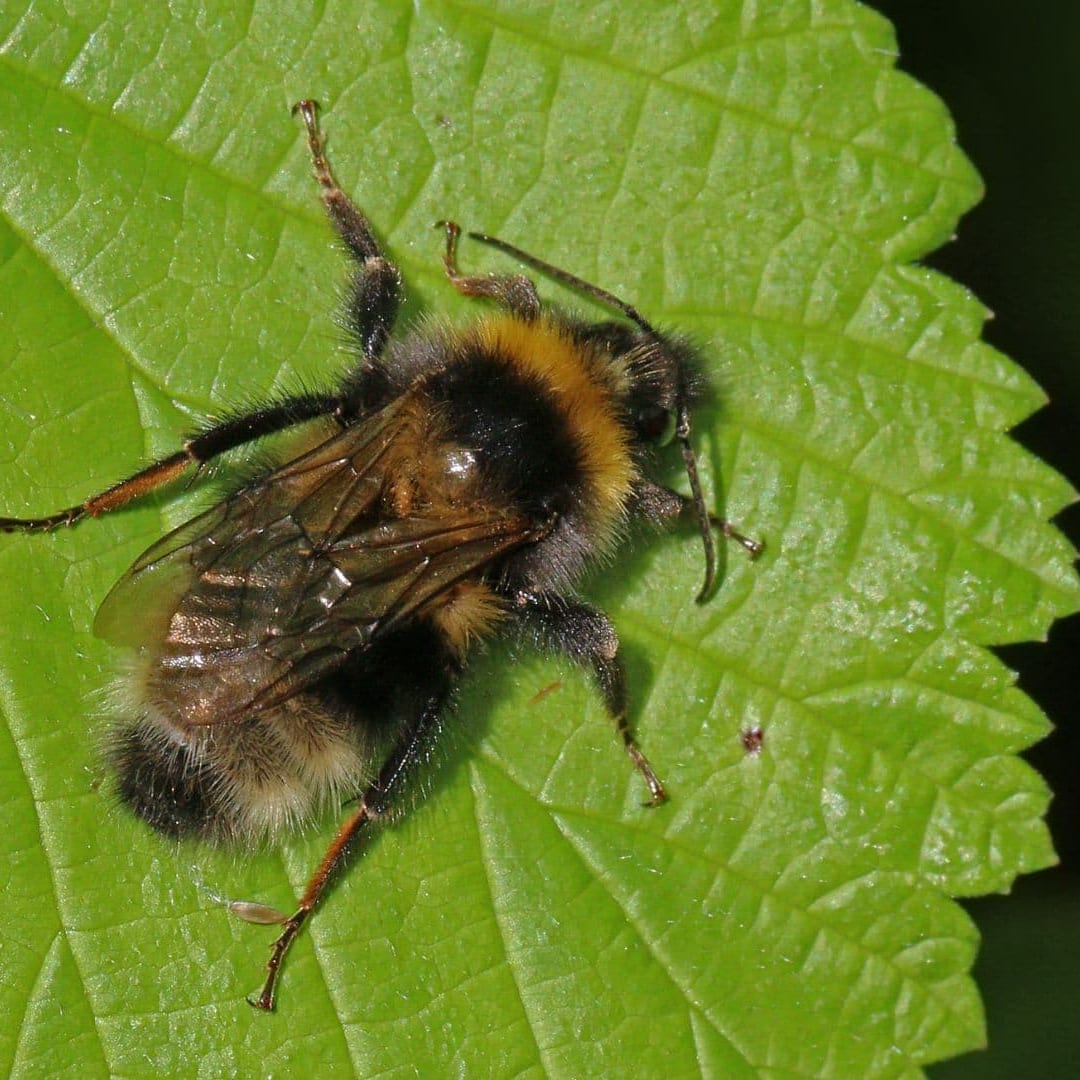 Lebah Bisa Bedakan Sinyal Cahaya Singkat dan Panjang Seperti Kode Morse