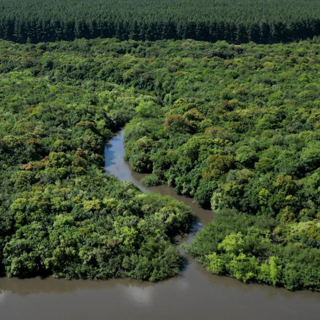 Pasar Karbon Rusak dan Butuh Sistem Terpadu untuk Akuntabilitas Iklim