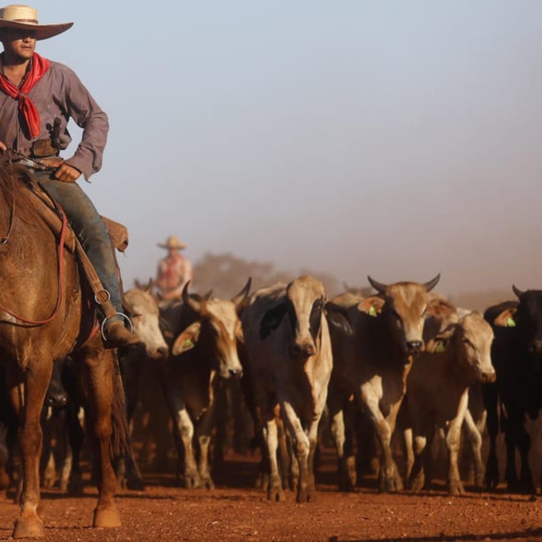 Pengaruh Agribisnis Besar Mendominasi COP30, Ancaman Serius bagi Iklim Global