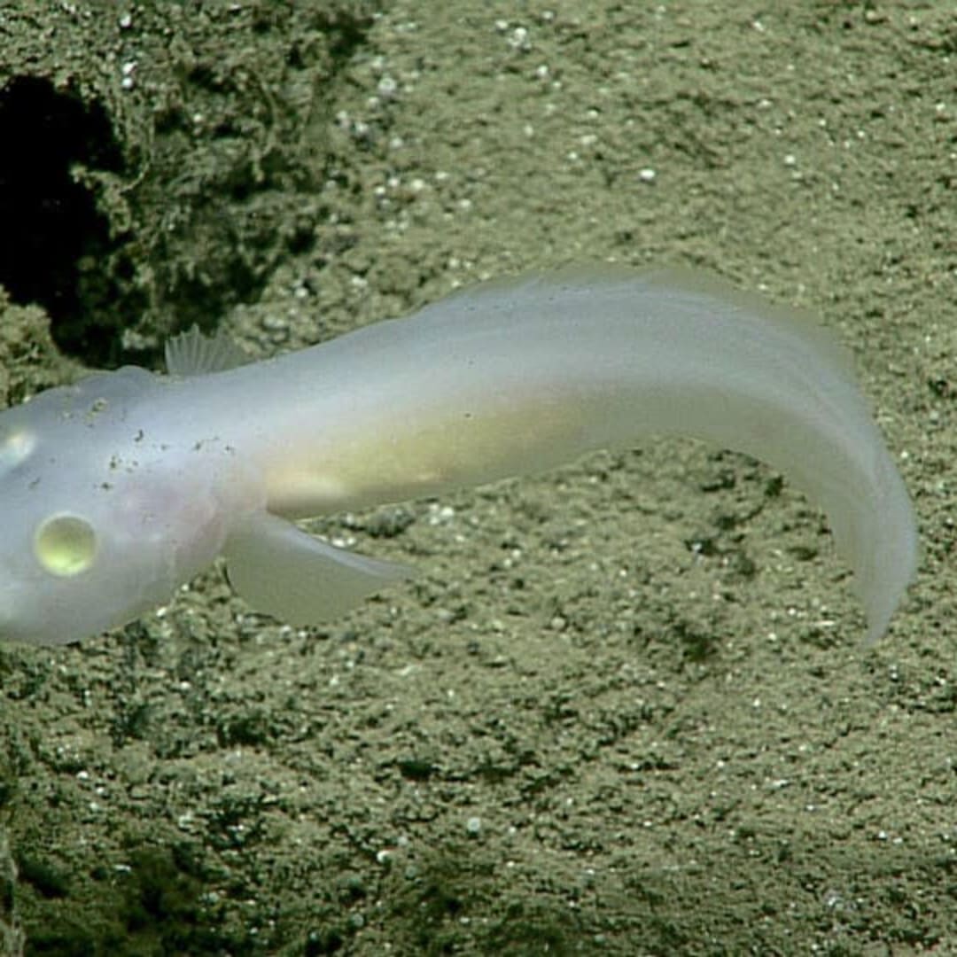 Mengenal Ghost Fish, Ikan Laut Dalam Transparan yang Misterius dan Langka