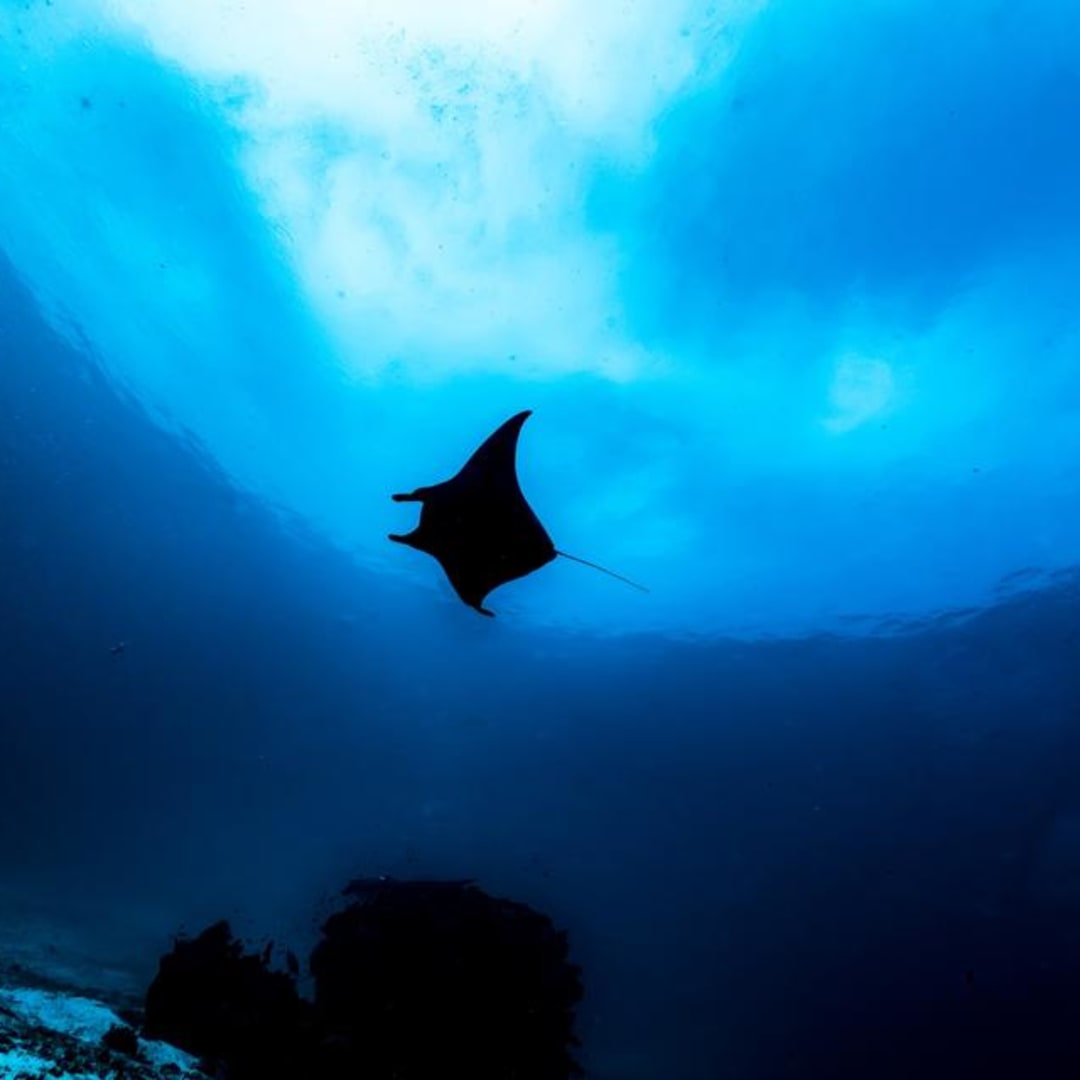 Misteri Penyelaian Dalam Pari Manta: Misi Rahasia di Kedalaman Laut