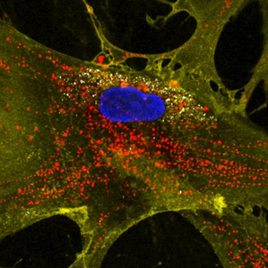 Metode Baru Nanopartikel Dorong Sel Punca Produksi Mitokondria Ganda