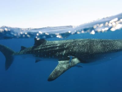 Paus Hiu Raksasa Manfaatkan Gunung Laut dan Platform Minyak untuk Mencari Makan