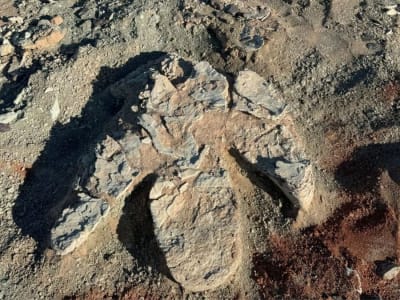 Jejak Raksasa Dinosaurus di Mongolia Ungkap Hadrosaurid Lebih Besar dari T-Rex