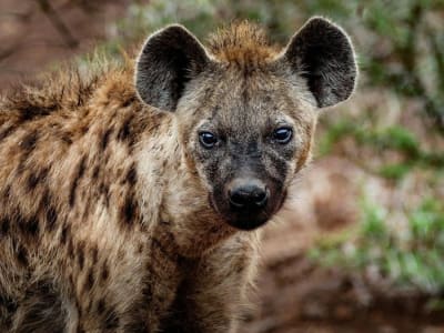Penemuan Hyena Bertabur di Mesir Setelah 5.000 Tahun, Dampak Perubahan Iklim Terungkap