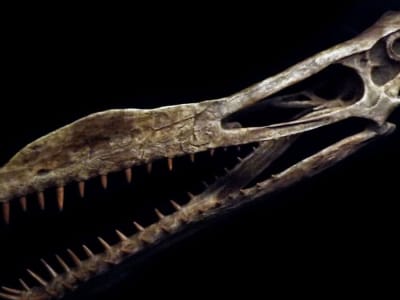 Bukti Fosil Gigitan Buaya Purba pada Pterosaurus Muda di Kanada