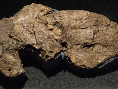 Penemuan Kembali Tengkorak Burung Raksasa Diatryma dalam Koleksi Museum Jerman