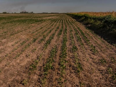 Argentina Pangkas Pajak Ekspor Jagung dan Kedelai untuk Dukung Petani Terdampak Kekeringan