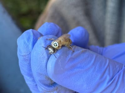 Teknologi QR Code pada Lebah untuk Studi Perilaku dan Peternakan Organik