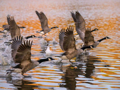 Cara Wildlife Management Area Mendukung Satwa dan Aktivitas Berburu Bersama