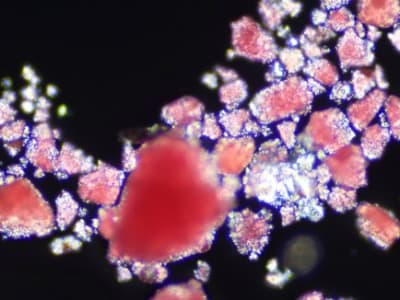 Microplastik Dalam Otak Tikus: Ancaman Baru yang Perlu Diwaspadai