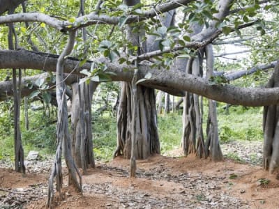 Thimmamma Marrimanu: Pohon Beringin Raksasa yang Menyatukan Alam dan Budaya