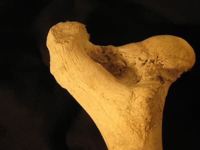 Penemuan Racun Campuran Tertua dari Anak Panah Berumur 7.000 Tahun di Afrika Selatan