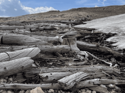 Penemuan Hutan Kuno di Pegunungan Rocky Buka Rahasia Perubahan Iklim