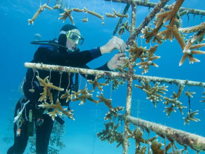 Restorasi Terumbu Karang Florida dan Puerto Rico Bisa Tangkal Banjir dan Selamatkan Jutaan Dollar