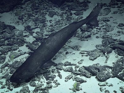 Penemuan Langka Hiu Tidur Pasifik di Palung Tonga Buka Rahasia Laut Dalam