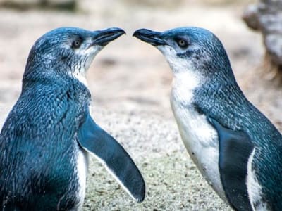 Perceraian Penguin Kecil: Adaptasi Bertahan Hidup versus Kesehatan Koloni