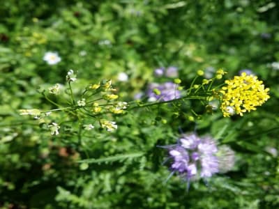 UMass Amherst Kembangkan Tanaman Cepat Tumbuh untuk Menyerap Nikel Bantu Energi Hijau