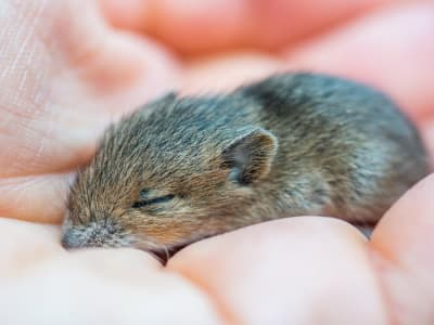 Terobosan: Tikus dari Dua Ayah Berhasil Hidup Dewasa Lewat Modifikasi Genetik