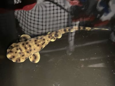 Hiu Swell Betina Menetas Tanpa Jantan, Misteri Reproduksi Terungkap