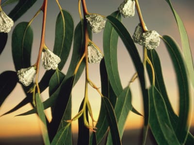 Spesies Invasif Memperparah Kebakaran Hutan di California dan Solusi Mitigasinya