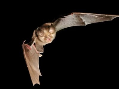 Bagaimana Kemampuan Terbang Membentuk Sistem Imun Unik Kelelawar Terhadap Virus