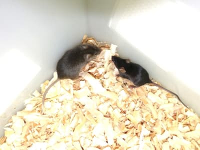 Ilmuwan Cina Ciptakan Tikus dengan Dua Ayah, Harapan Baru Konservasi dan Medis